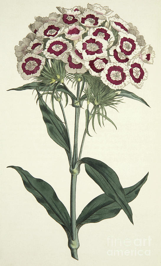 Dianthus Barbatus Bearded Pink Drawing by English School