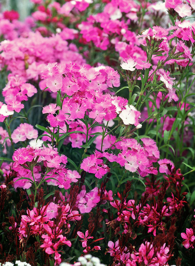 Dianthus Barbatus Interspecific Amazon 'pink Magic' carnation ...