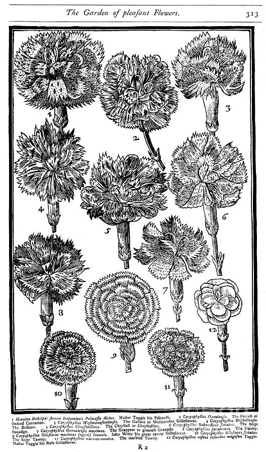 Dianthus Carnations And Pinks, 1629 Drawing by Print Collector