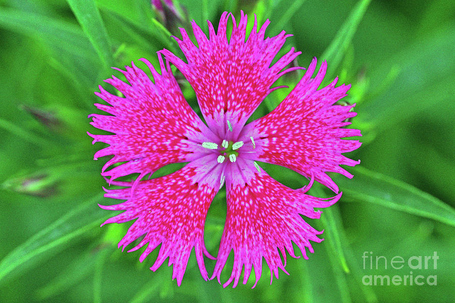 Dianthus Clavelina Photograph by Larry Nieland