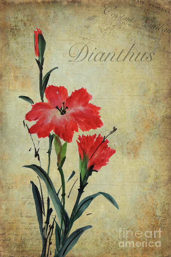 Dianthus Painting