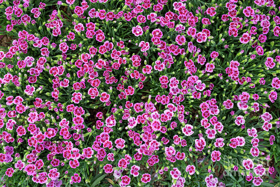 Dianthus Pink Kisses Pattern Photograph by Tim Gainey