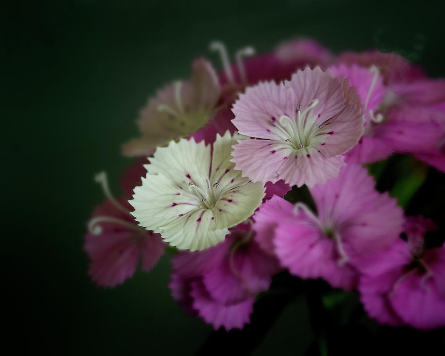 Dianthus Pinks in Bloom Photograph by Mitch Spence