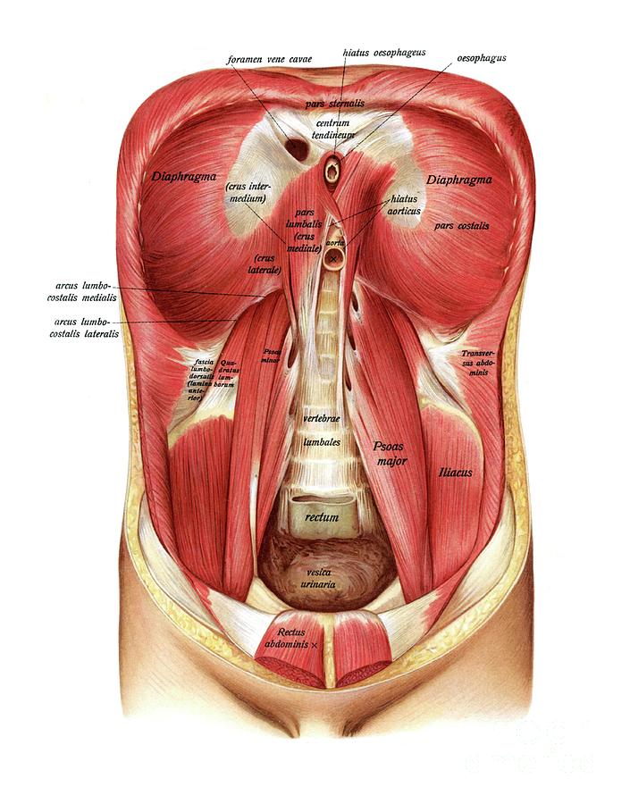 Diaphragm And Abdominal Muscles Photograph by Microscape/science