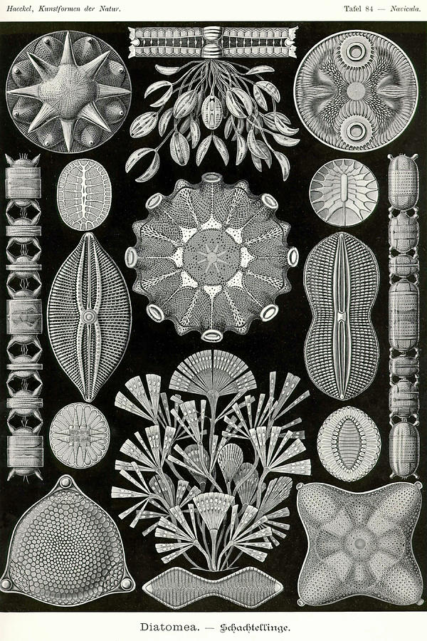 Nature Painting - Diatoms by Ernst  Haekel