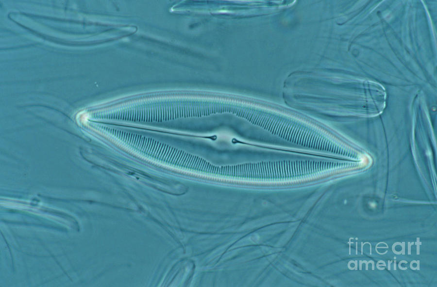 Diatoms Photograph by John Durham/science Photo Library