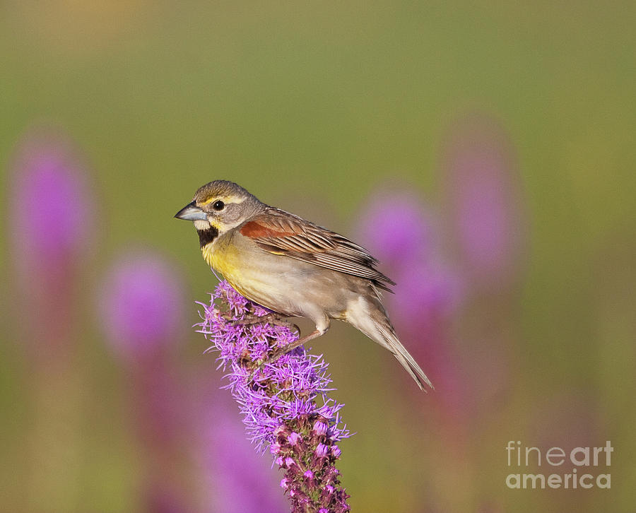 Animals Photograph - Dickcissel Bird Hanging Out by Michael Vance Pemberton Animals Photograph - Dickcissel Bird Hanging Out by Michael Vance Pemberton