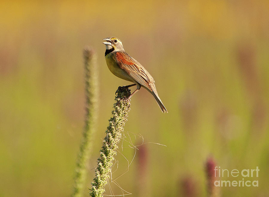 Animals Photograph - Dickcissel Bird Perched At The Presson-oglesby Preserve. by Michael Vance Pemberton Animals Photograph - Dickcissel Bird Perched At The Presson-oglesby Preserve. by Michael Vance Pemberton