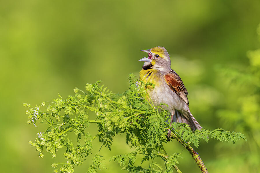 Conium Maculatum Photograph - Dickcissel Male Singing Perched by Richard And Susan Day