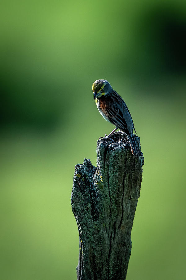 Dickcissel on Post Photograph by Jeff Phillippi