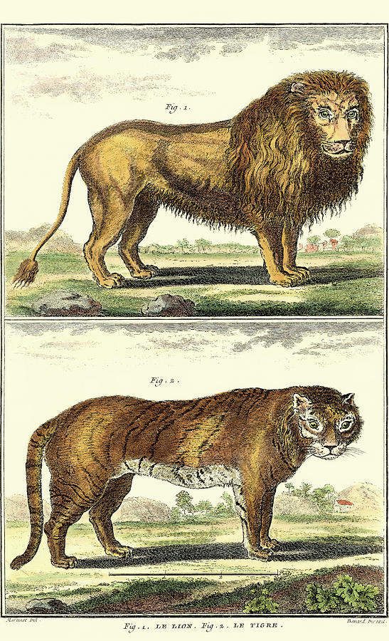 Animal Painting - Diderots Lion And Tiger by Denis Diderot