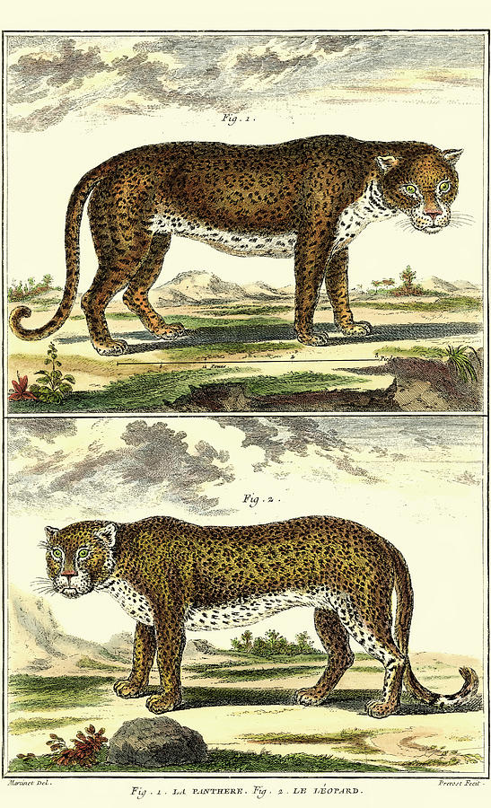 Diderots Panther And Leopard Painting by Denis Diderot - Fine Art America