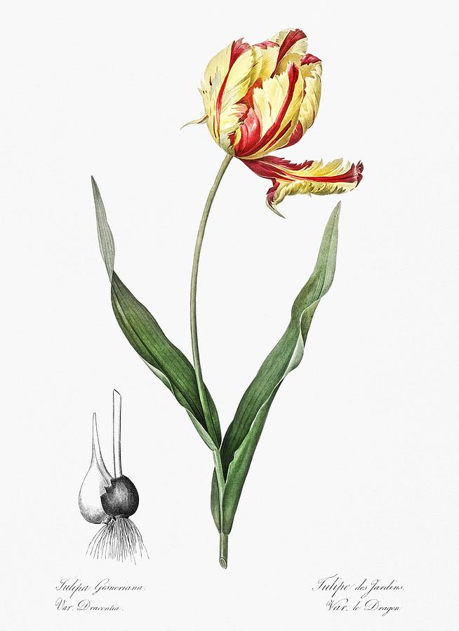 Didier's tulip illustration from Les liliacees 1805 by Pierre Joseph ...