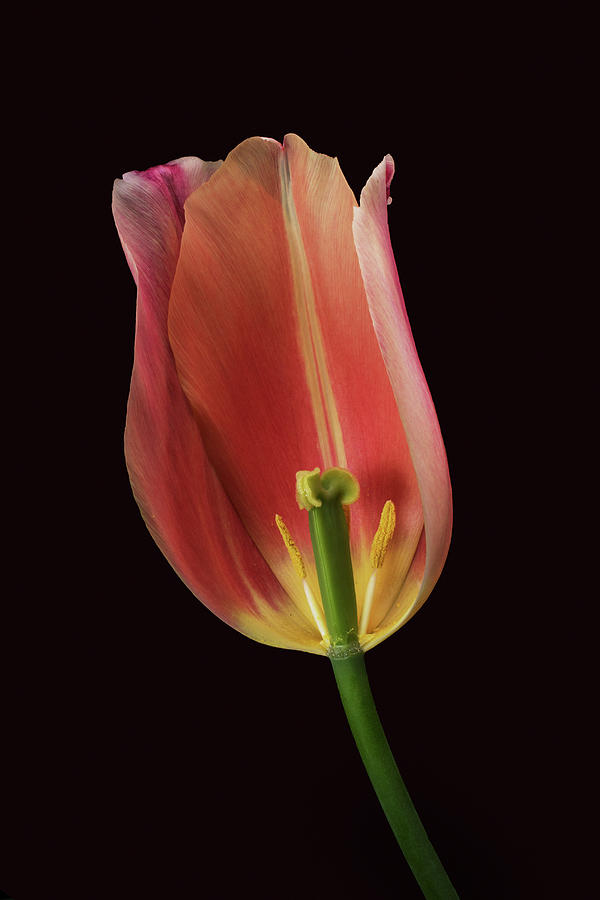Didiers tulip Photograph by Lynn Davis