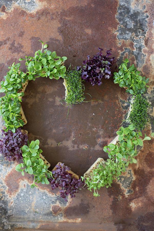 Different Cress Varieties Arranged In A Heart Photograph by Sabine Steffens