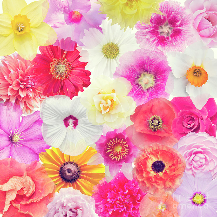 Different flower heads for background Photograph by Svetlana Foote ...