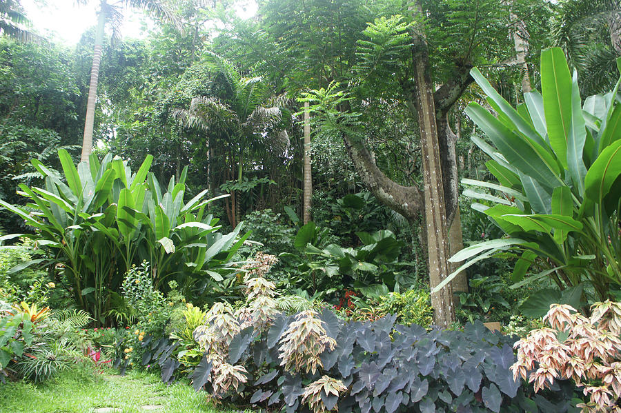 Different Plants And Trees At Lesser Antilles, Caribbean Island ...