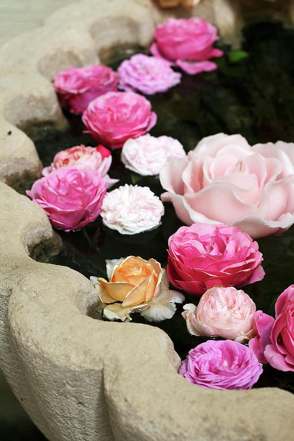 Different Roses Floating In Basin Of Stone Fountain Photograph by Alexandra Panella