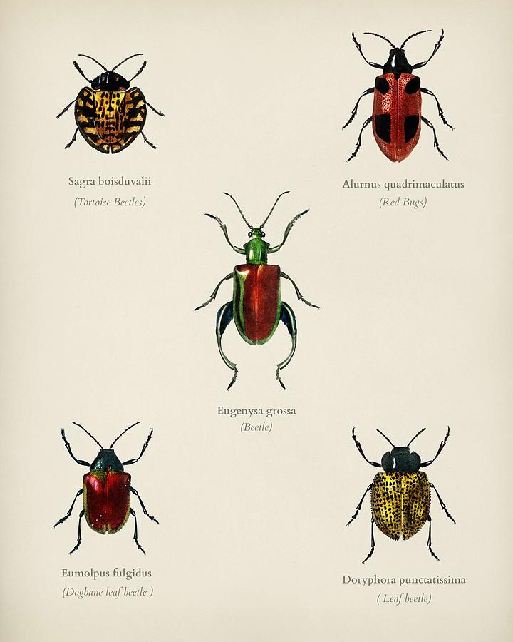 Different types of beetles illustrated by Charles Dessalines D' Orbigny ...