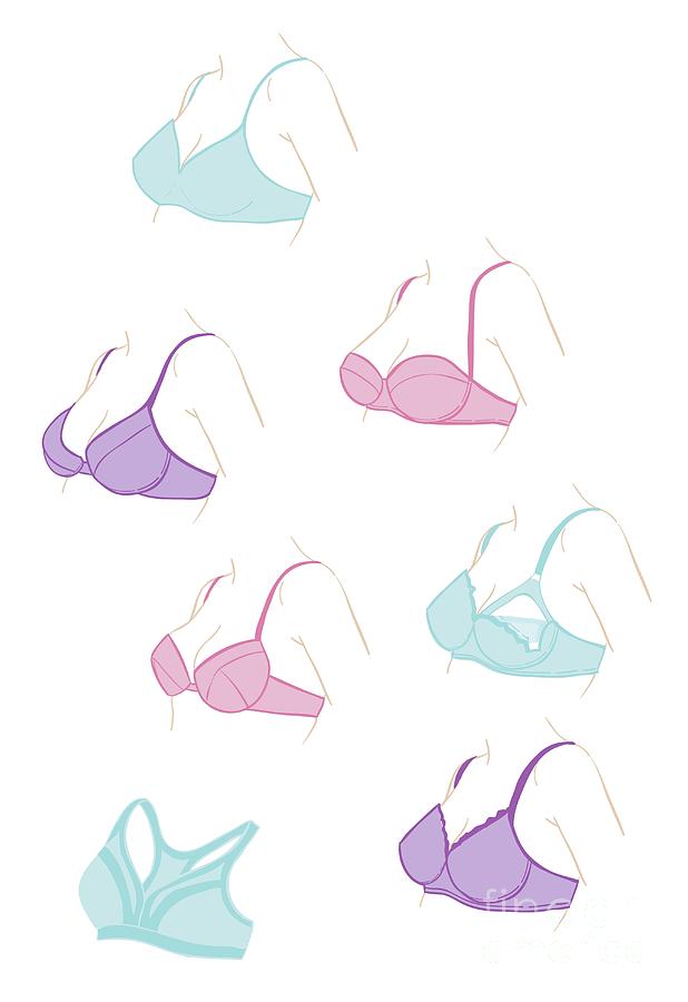 Different Types Of Bras by Jeanette Engqvist/science Photo Library
