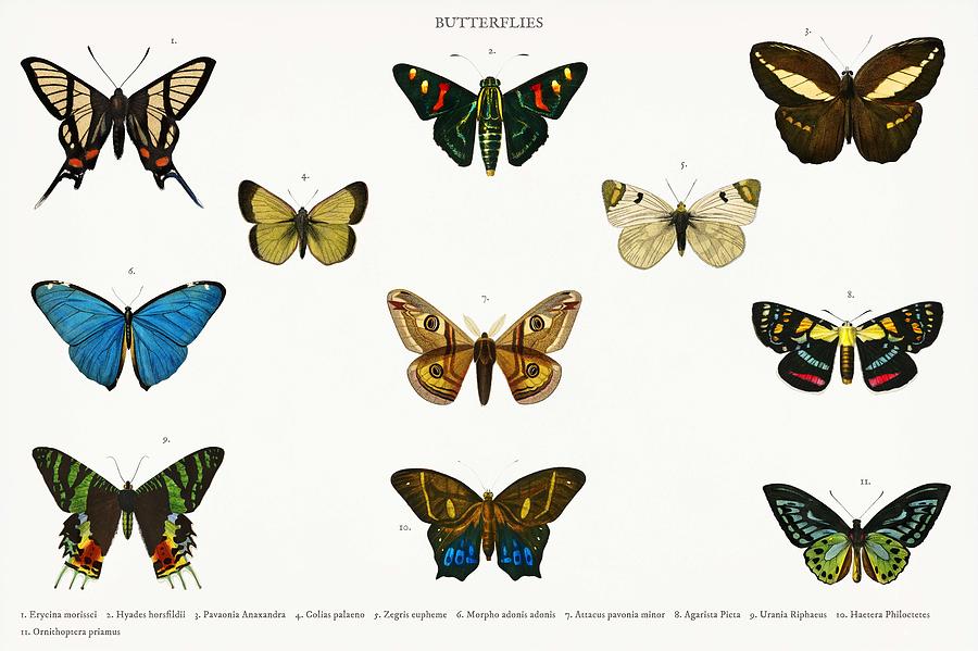 Different types of butterfly illustrated by Charles Dessalines D ...