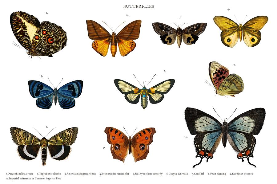 Different types of butterfly illustrated by Charles Dessalines D ...