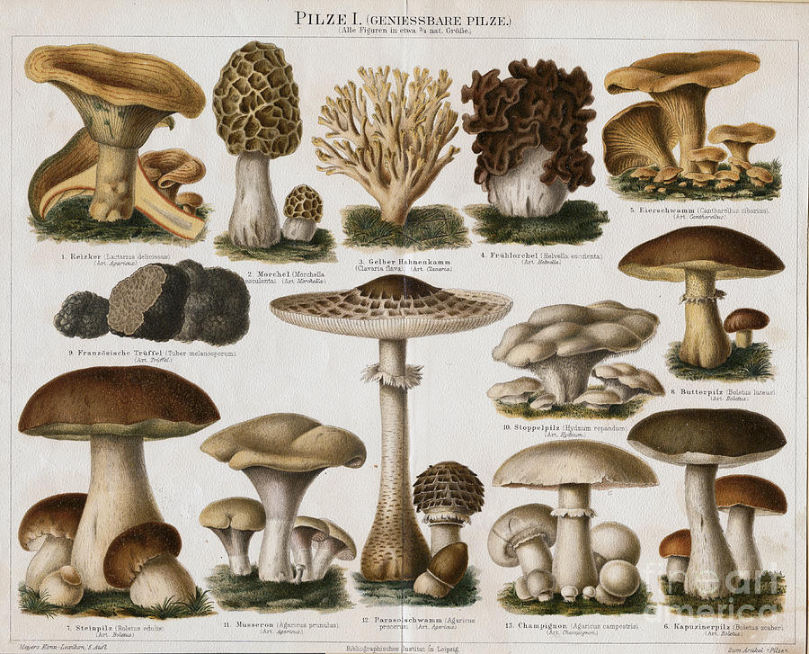 Different Types Of Edible Mushrooms Photograph by Bettmann
