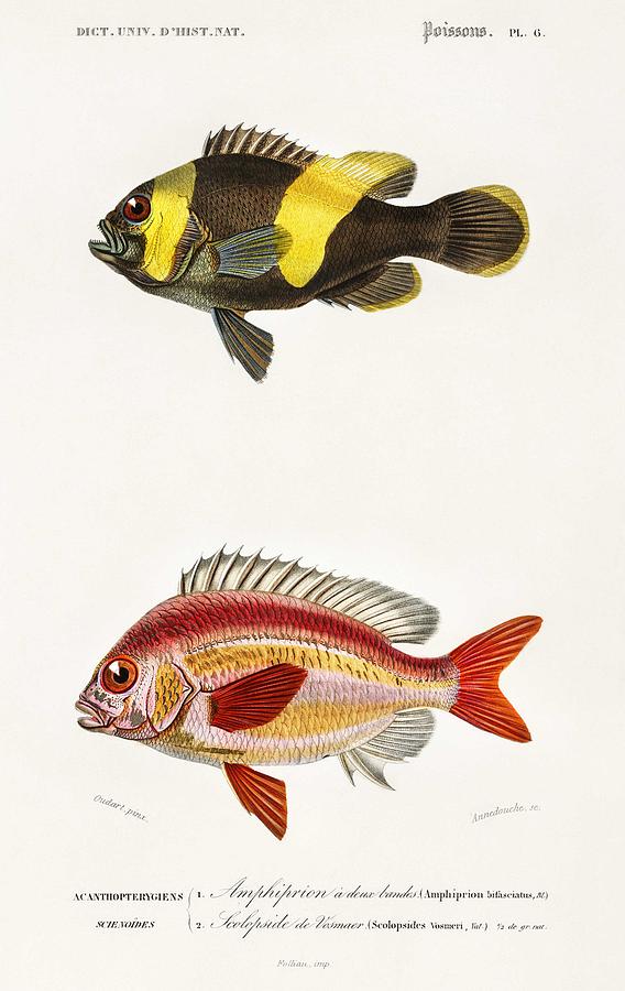 Different types of fishes illustrated by Charles Dessalines D Orbigny  1806-1876 4 Painting by Celestial Images - Fine Art America