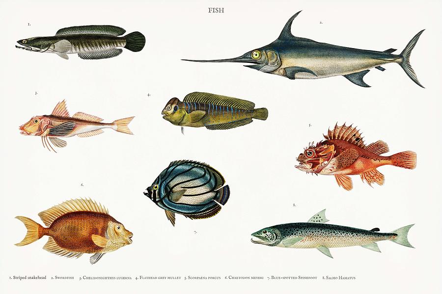 Different types of fishes illustrated by Charles Dessalines D Orbigny  1806-1876 6 Painting by Celestial Images