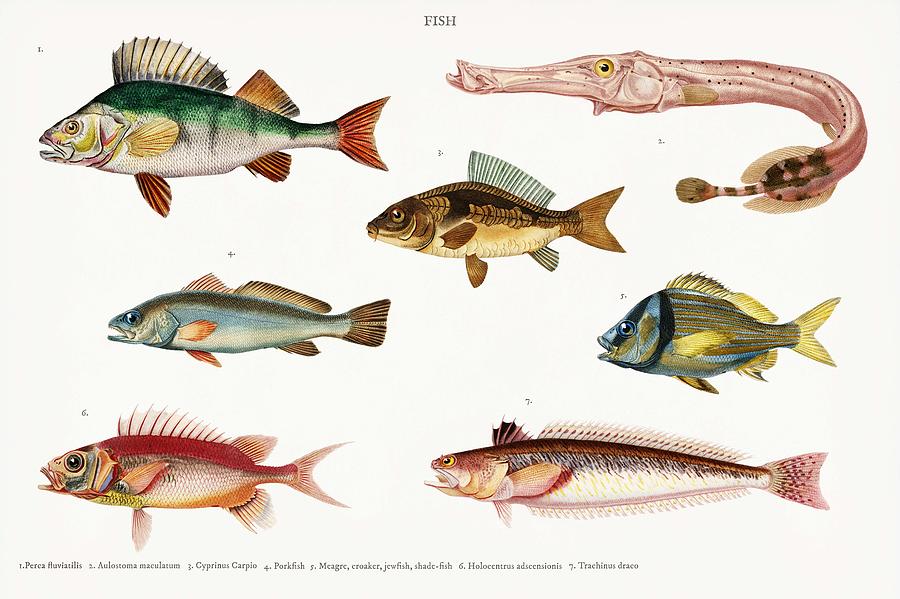 Different types of fishes illustrated by Charles Dessalines D' Orbigny ...