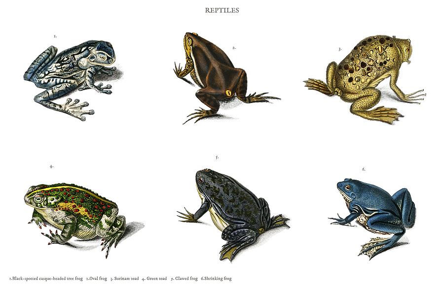Different Types Of Frogs Illustrated By Charles Dessalines D Orbigny  1806-1876 Painting