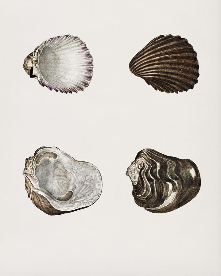 Different Types Of Mollusks Illustrated By Charles Dessalines D Orbigny  1806-1876 51 Painting