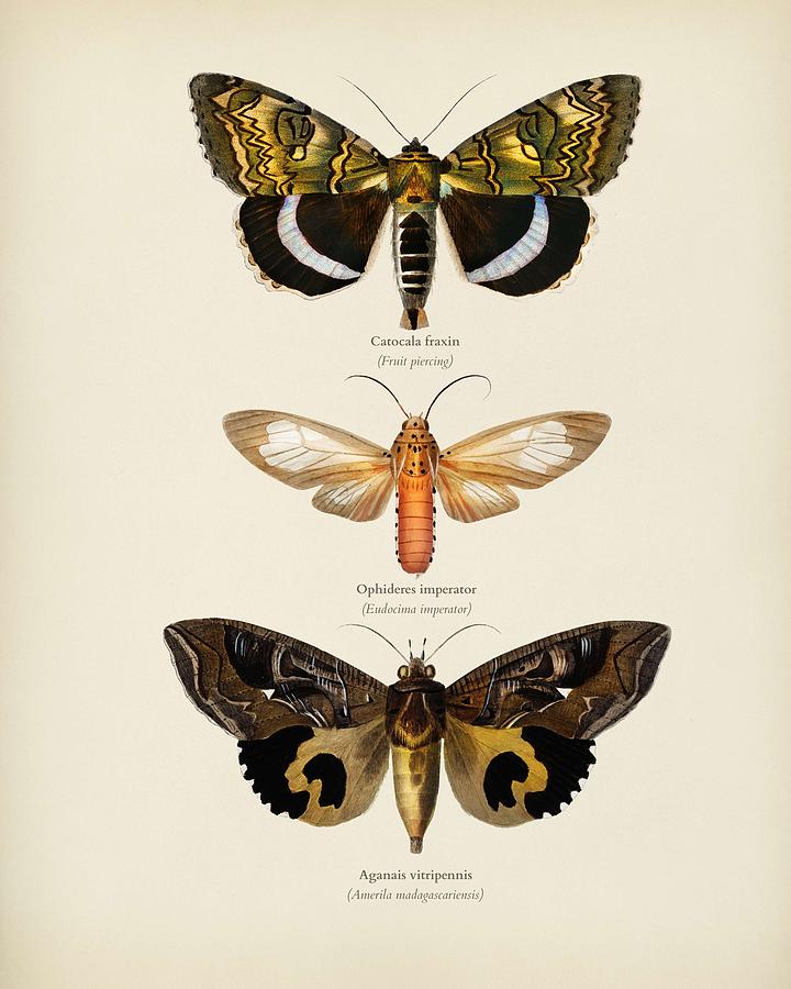 Different Types Of Moths Illustrated By Charles Dessalines D Orbigny  1806-1876  6 Painting