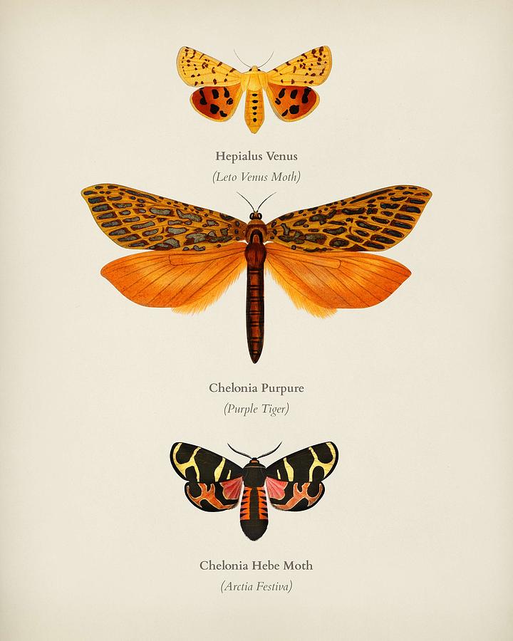 Different Types Of Moths Illustrated By Charles Dessalines D Orbigny  1806-1876  7 Painting