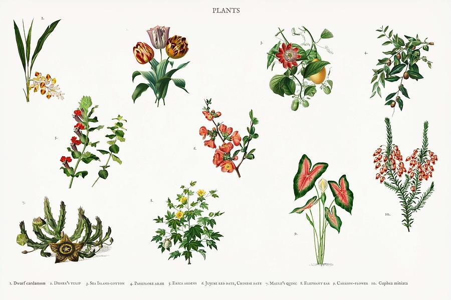 Different Types Of Plants Illustrated By Charles Dessalines D Orbigny 1806-1876 2 Painting