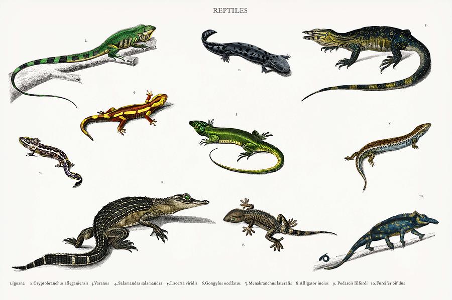 Different Types Of Reptiles Illustrated By Charles Dessalines D Orbigny  1806-1876 2 Painting