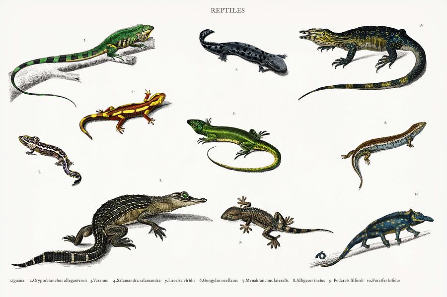 Different types of reptiles illustrated by Charles Dessalines D Orbigny 1806-1876 Painting by Charles Dessalines D Orbigny