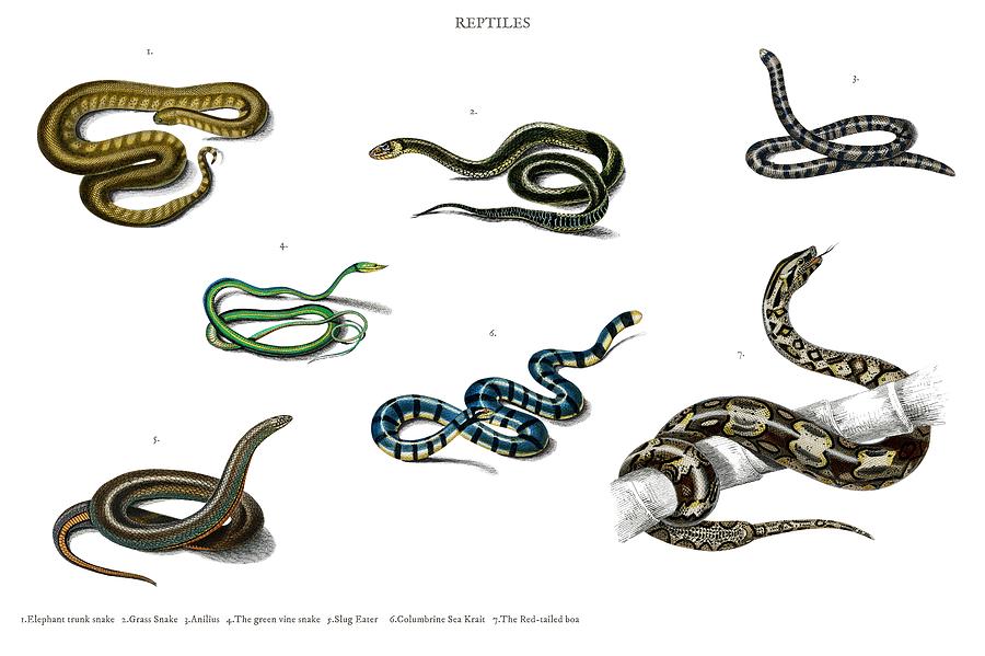 Different Types Of Snakes Illustrated By Charles Dessalines D  Orbigny  1806-1876 Painting