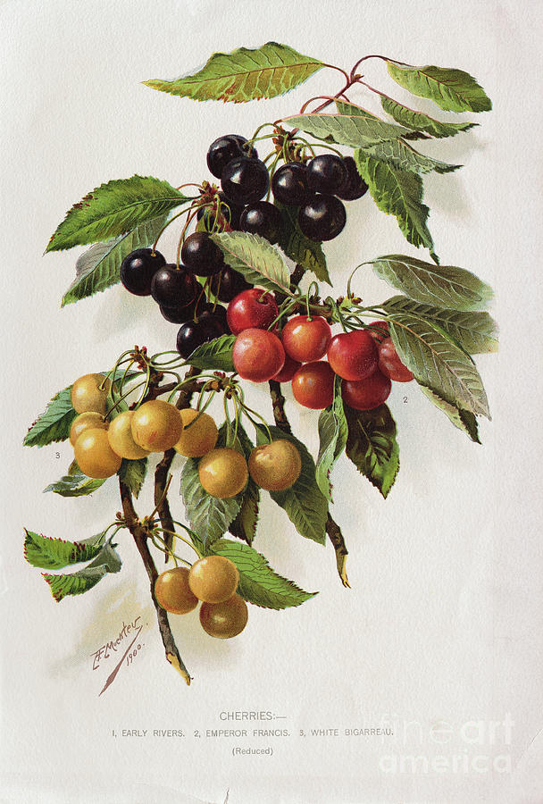Different Varieties Of Cherries Photograph by Bettmann