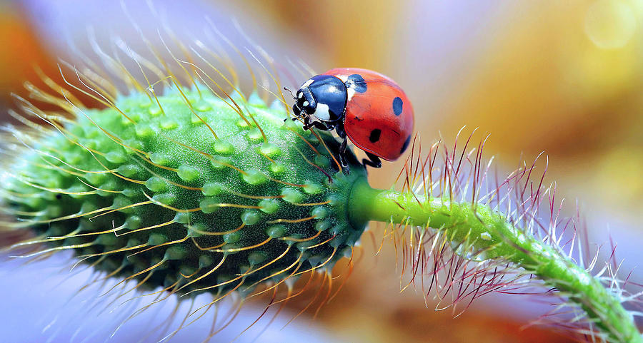 Ladybug Photograph - Difficult Passing... by Thierry Dufour