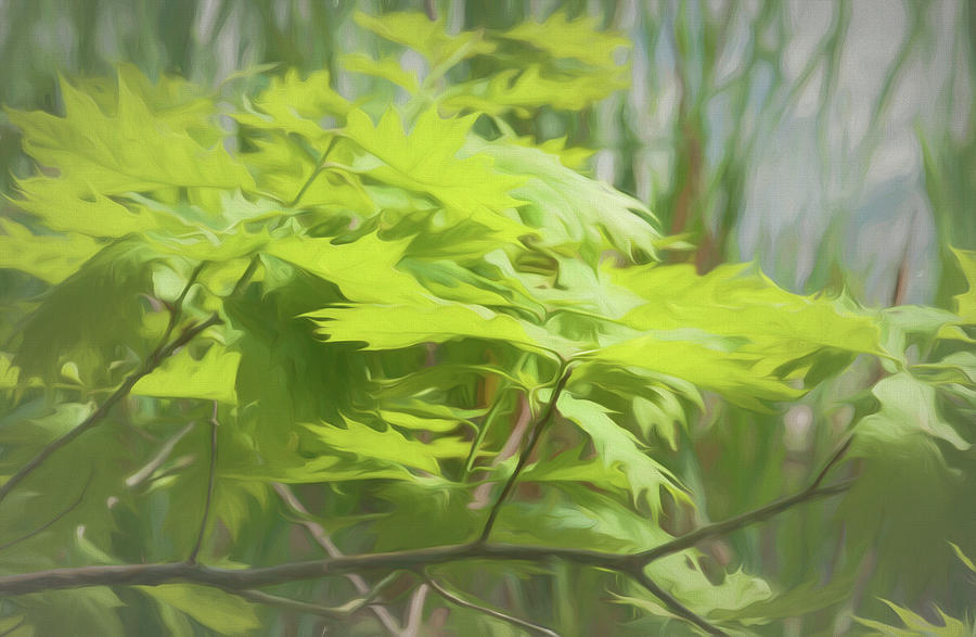 Botanical Photograph - Digital Art Oak Leafs Along Pond Of Reeds by Anthony Paladino Botanical Photograph - Digital Art Oak Leafs Along Pond Of Reeds by Anthony Paladino