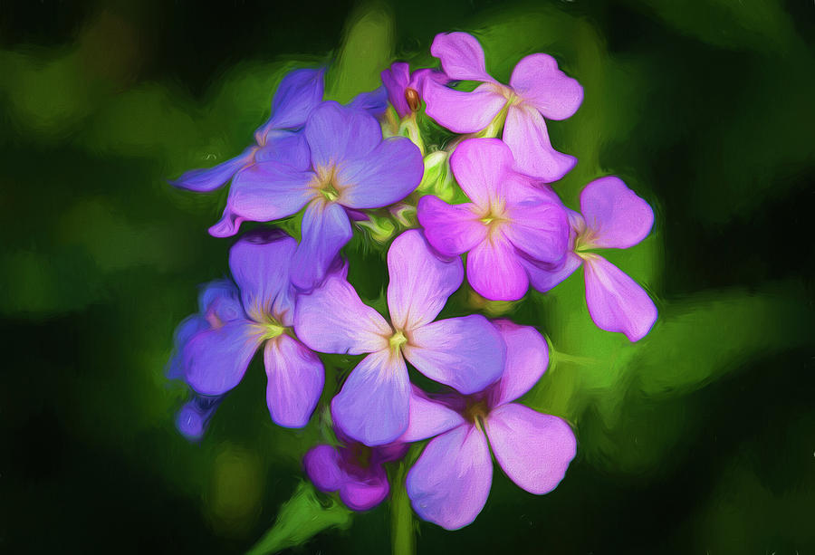 Flower Photograph - Digital Art Wild Purple Flowers Close Up by Anthony Paladino