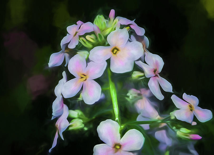 Flower Photograph - Digital Art Wild White And Pink Flowers by Anthony Paladino