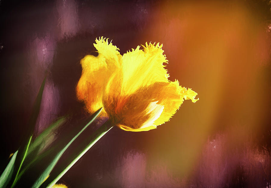 Flower Photograph - Digital Art Yellow Tulip by Anthony Paladino