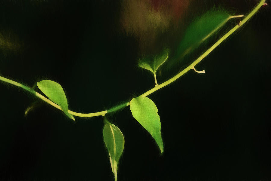 Leafs Photograph - Digital Painting Leafs And Vine At Dusk by Anthony Paladino