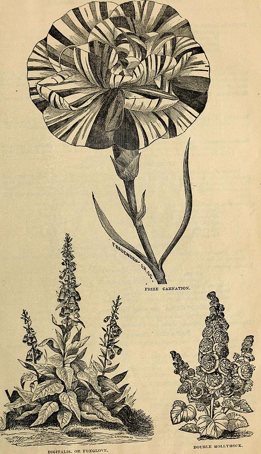 Digitalis ferruginea  Gigantea, Vicks illustrated catalogue and floral guide for 1868 Painting by Celestial Images