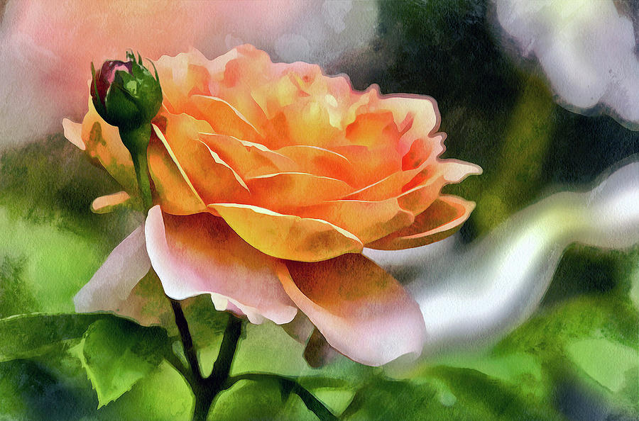 Digitally Painted Rose Series Photograph