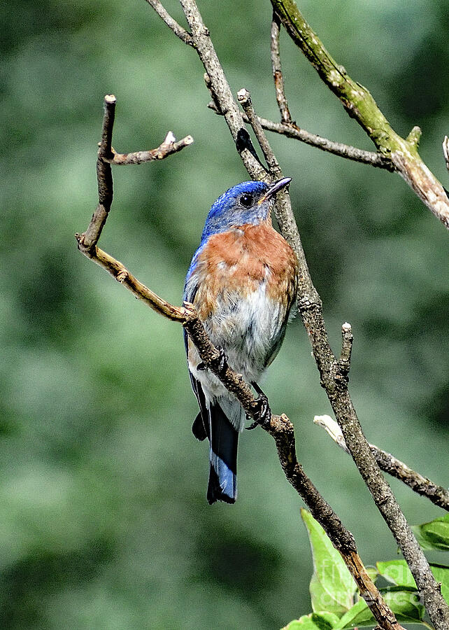Dignified Eastern Bluebird Photograph by Cindy Treger