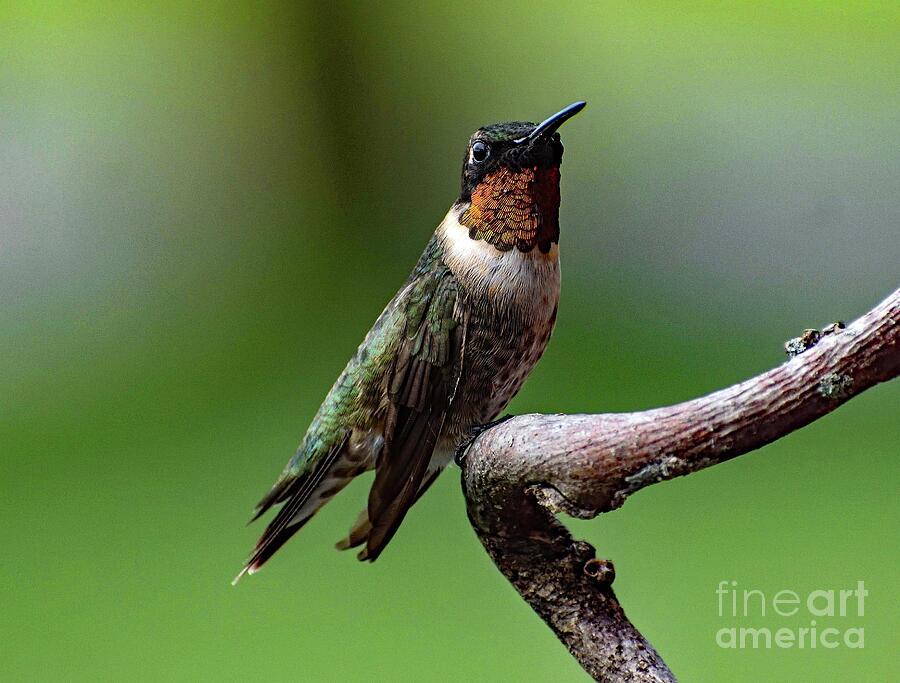 Dignified Male Adult Ruby-throated Hummingbird Photograph