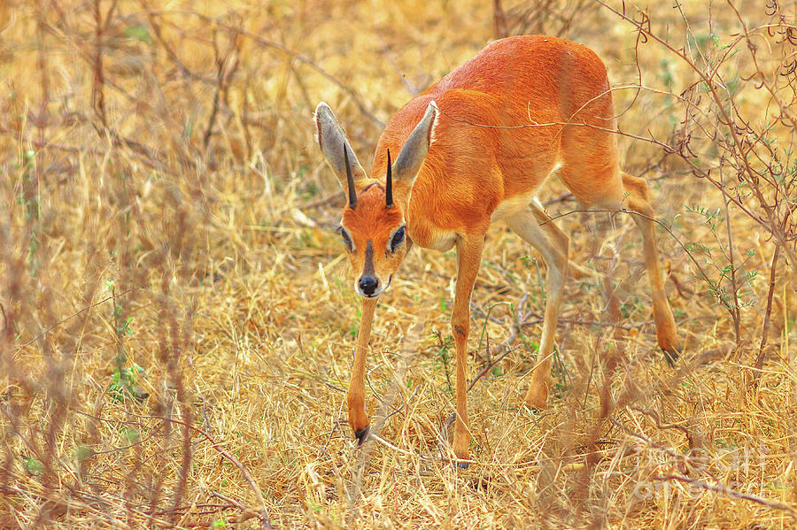 Dik dik small antelopes Photograph by Benny Marty